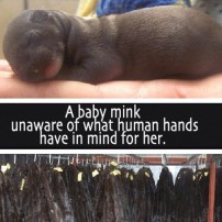 Fur and skin trade - Mink baby unaware what humans have in store