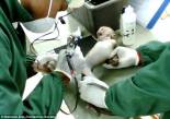 Laboratory testing - Monkey baby
