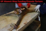 Laboratory testing - Monkey on table
