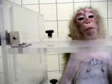 Laboratory testing - Monkeys 2