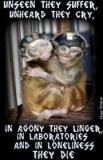 Laboratory testing - Monkeys alone they cry