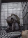 Laboratory testing - Monkeys caged 00