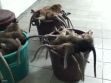 Laboratory testing - Monkeys dead in bins