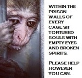 Laboratory testing - Within the prison walls of every cage sit tortured souls