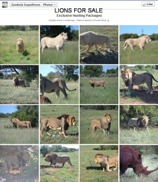 Lions - For sale to be trophy hunted
