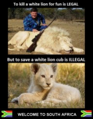 Lions - Killing is legal but saving illegal