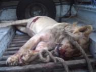 Lions - Lioness killed