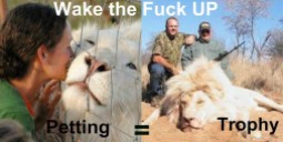 Lions - Petting is trophy hunting