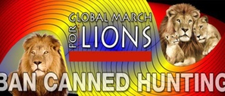 Lions - Poster for canned hunting 02