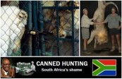 Lions - Poster for canned hunting 03