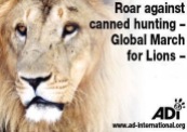 Lions - Poster for canned hunting 04