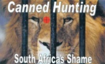 Lions - Poster for canned hunting 05