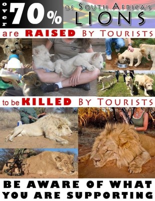 Lions - Poster for canned hunting 13