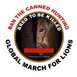 Lions - Poster for canned hunting 17