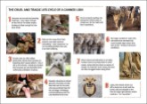 Lions - Posters stages of canned hunting 01