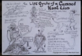 Lions - Posters stages of canned hunting hand drawn