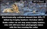 Lions - Radio collared but still trophy hunted 02