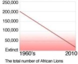 Lions - Stats decline in population