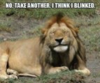 Lions - Take another I think I blinked