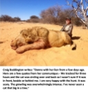 Lions - Trophy hunted by Donna Boddington