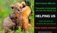Lions - Trophy hunters no such thing