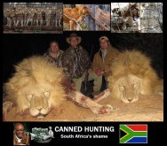 Lions - Trophy hunting 03