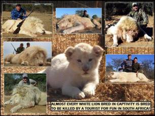 Lions - Trophy hunting 15