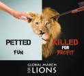 Lions - Trophy hunting 21