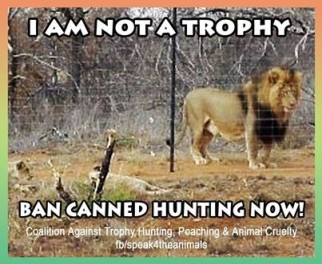 Lions - Trophy hunting 34