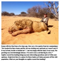 Lions - Trophy hunting 37