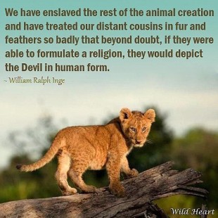 Lions - We have enslaved the animal creation
