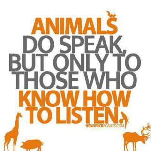Message - Animals slience talk only to those who listen