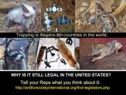 Trophy hunters - Traps Illegal in the US