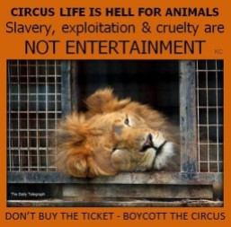 Zoo 00 Entertainment - Circus life is hell for animals
