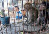 Zoo 02 Entertainment - Monkeys caged