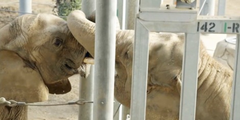 Zoo 13 Message - Zoos Elephants and the first time an ex-circus elephant saw another in 36 years