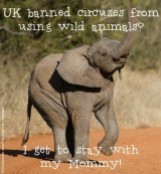 Zoo 15 Message - Zoos UK bans use of wild animals in circuses