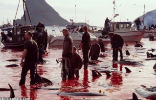 15 Oceans and rivers - Dolphin slaughter in Denmark and Japan 01