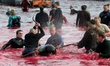 16 Oceans and rivers - Dolphin slaughter in Denmark and Japan 02