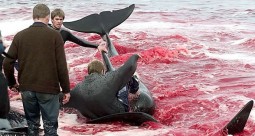 19 Oceans and rivers - Dolphin slaughter in Denmark and Japan 05