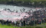 20 Oceans and rivers - Dolphin slaughter in Denmark and Japan 06