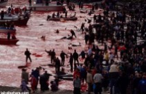22 Oceans and rivers - Dolphin slaughter in Denmark and Japan 07