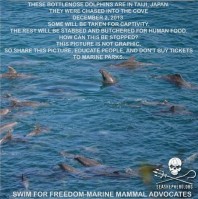 29 Oceans and rivers - Dolphins slaughtered