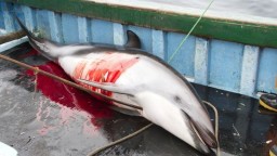 34 Oceans and rivers - Dolphins killed