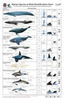 37 Oceans and rivers - ID chart