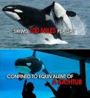 38 Oceans and rivers - Killer whales and Seaworld 01