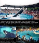 41 Oceans and rivers - Killer whales and Seaworld 04