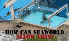 63 Oceans and rivers - Seaworld how can they allow this