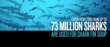 68 Oceans and rivers - Sharks 73 million killed every year for shark fin soup