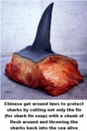 70 Oceans and rivers - Sharks Chinese get around the law for shark fin soup